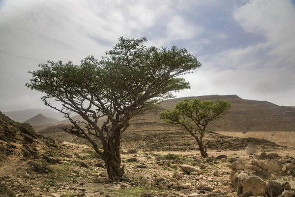 Sığla ağaçları Salalah, Umman