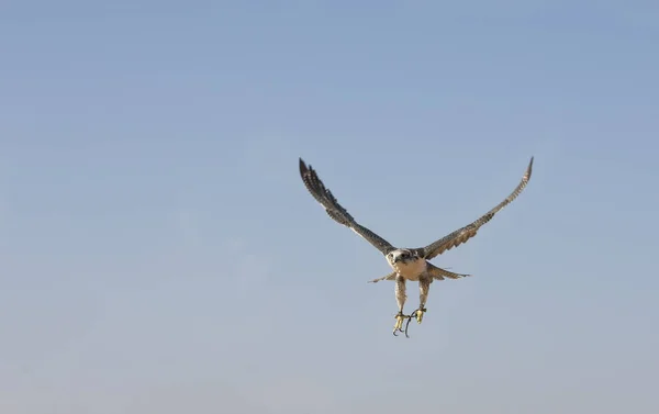 Falconer está entrenando a Falcon Peregrino en un desierto cerca de Dubai — Foto de Stock