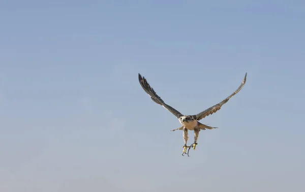 Falkner trainiert Wanderfalken in Wüste bei Dubai — Stockfoto