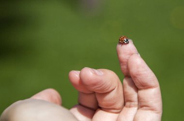 uğur böceği bir parmağına yakın çekim