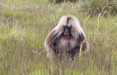Gelada babun Simien dağlarında