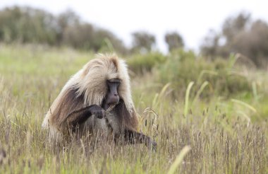 Gelada baboon in Simien mountainsg clipart