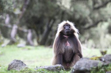 Gelada baboon in Simien mountains clipart