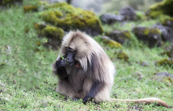 Гелада-бабуин в горах Симеон — стоковое фото