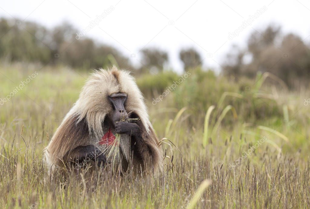 Gelada baboon in Simien mountainsg