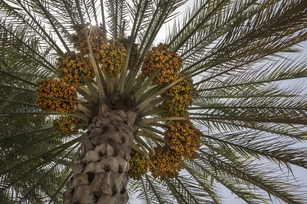 Fechas que crecen en palmera datilera —  Fotos de Stock