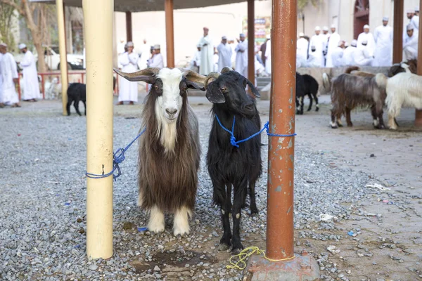 Cabras amarradas no mercado tradicional — Fotografia de Stock