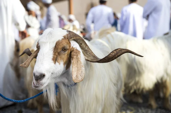 Capra al mercato delle capre di Nizwa — Foto Stock