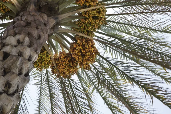 dates growing on date palm tree