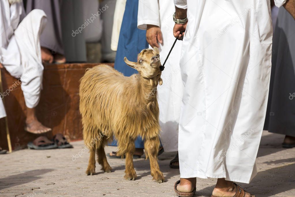 goat at Nizwa Goat Market