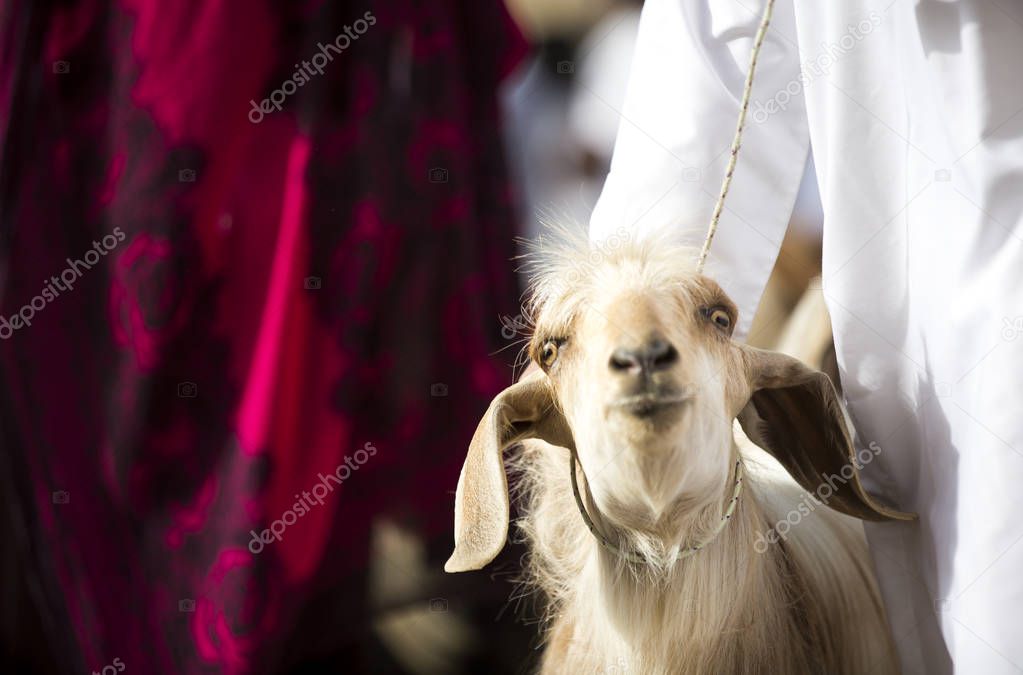 goat at Nizwa Goat Market