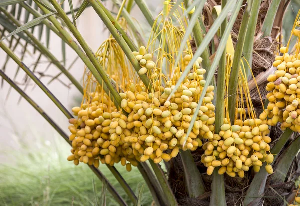 dates growing on date palm tree