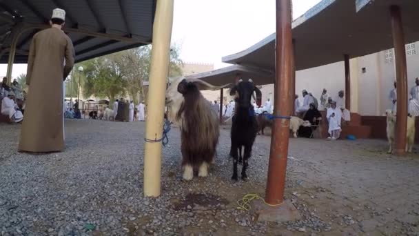 Chèvres attachées au marché traditionnel — Video