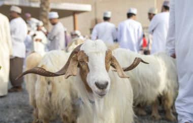 Nizwa Habta Pazar keçi 