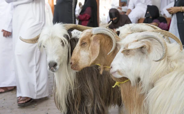 山羊在 Nizwa 市场 — 图库照片