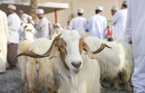 山羊在 Nizwa Habta 市场 — 图库照片