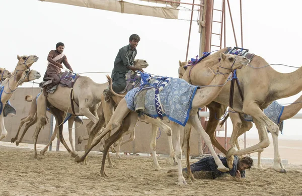 男子训练骆驼 — 图库照片