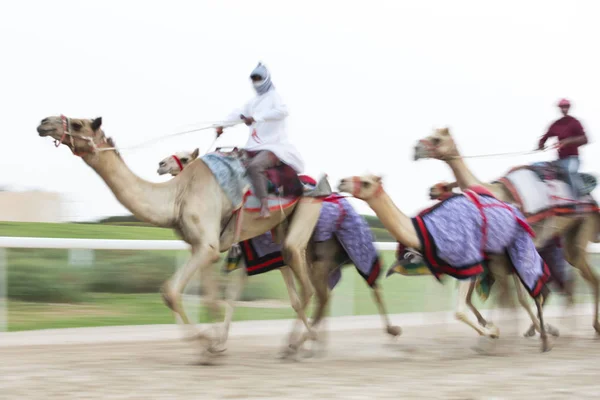 男子训练骆驼 — 图库照片