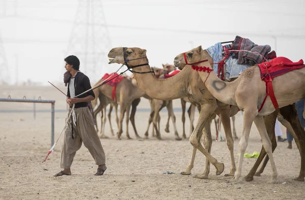 Homem com seus camelos em um deserto — Fotografia de Stock