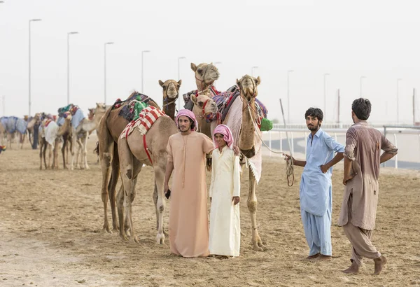 Чоловіки навчають верблюдів у пустелі — стокове фото