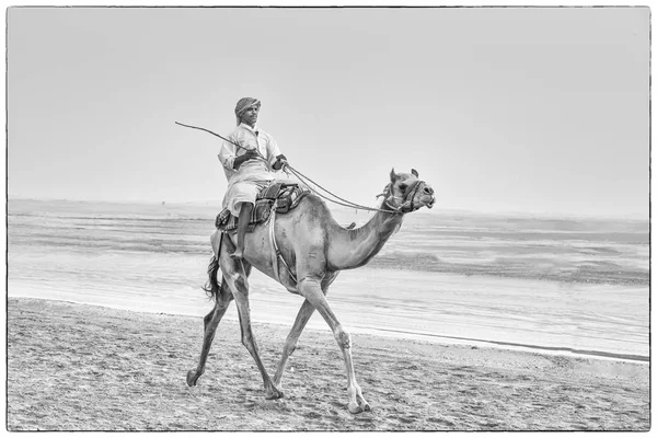 Człowiek szkolenia camel — Zdjęcie stockowe