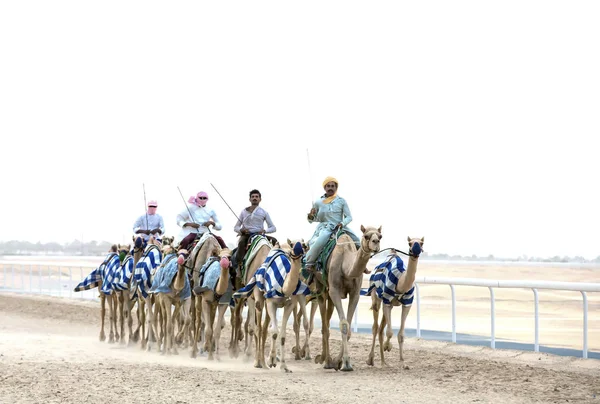 Mannen opleiding kamelen — Stockfoto