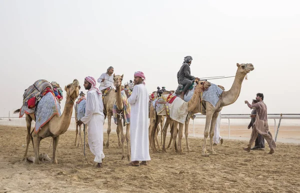 Hommes dressant des chameaux — Photo