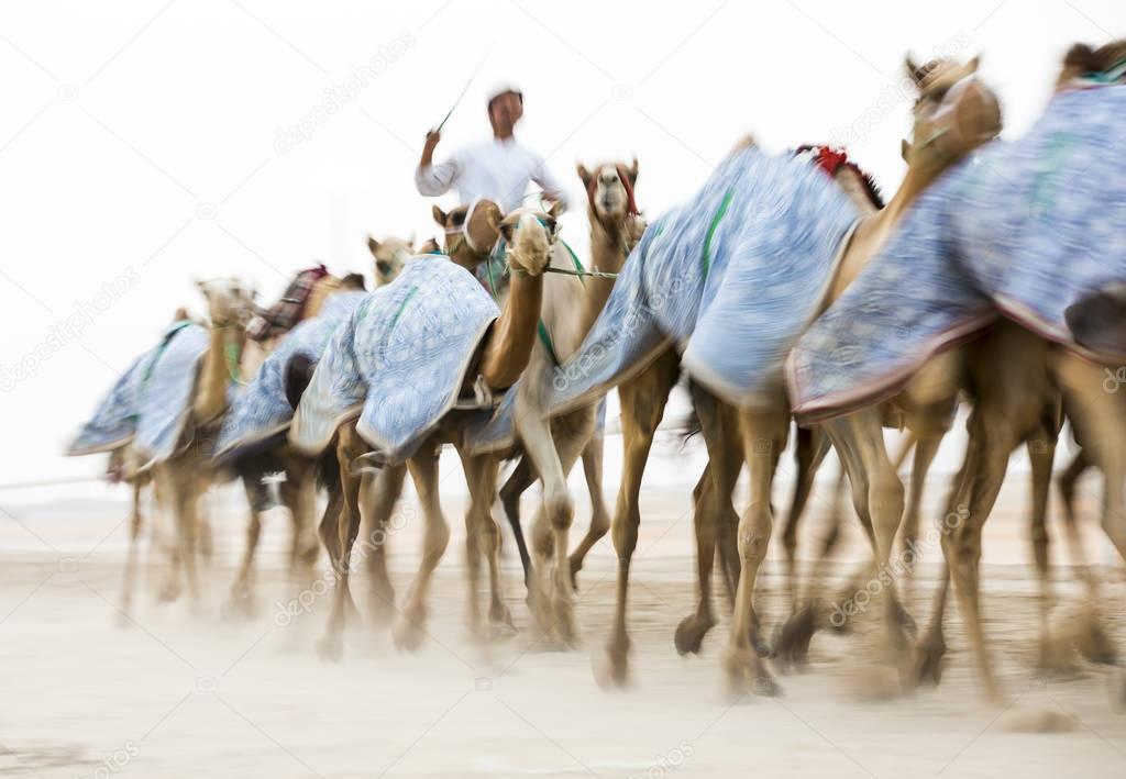 man training camels