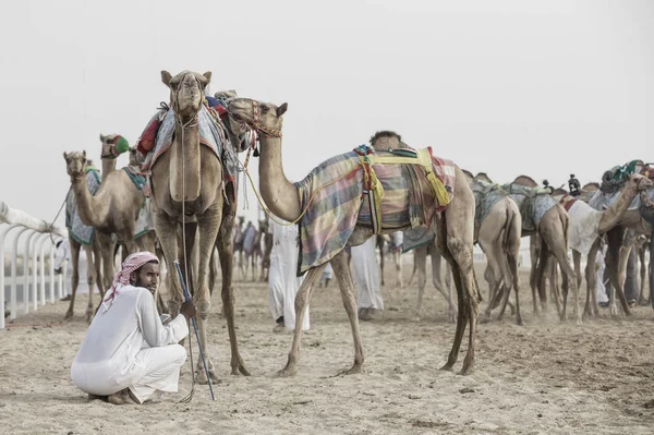 Homem sentado na areia perto de camelos — Fotografia de Stock