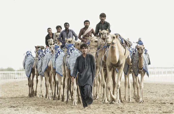 Homens formação camelos — Fotografia de Stock