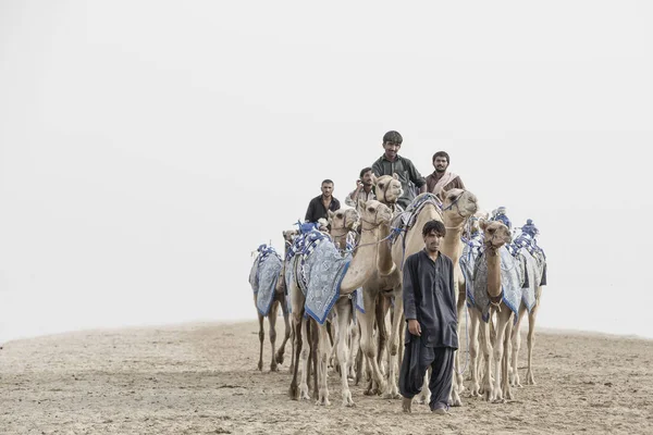Навчання верблюдів людей — стокове фото