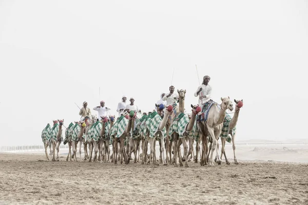 Homens formação camelos — Fotografia de Stock