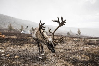 Ren geyiği karlı bozkır