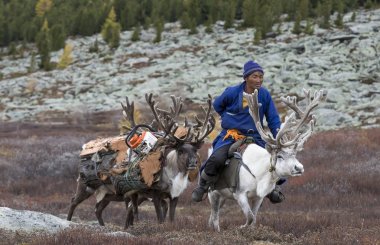 man bringing firewood from forest on reindeer  clipart