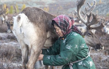 Tsaatan woman milking reindeer clipart