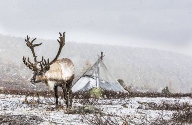 beautiful reindeer in snow-covered taiga clipart