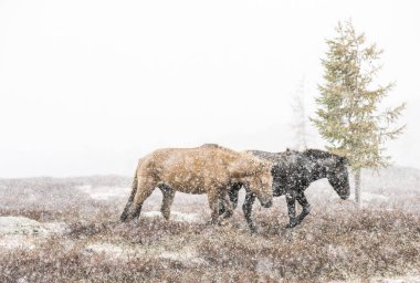 mongolian horses on meadow in snowstorm clipart