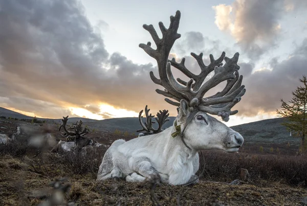 Rendieren in de steppe in zonnige dag — Stockfoto