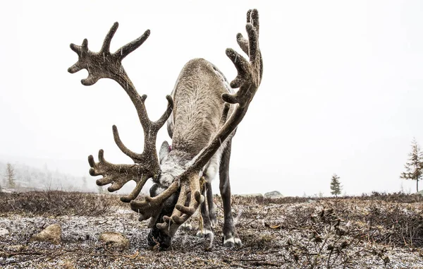 Reindeer in snowy steppe — Stock Photo, Image