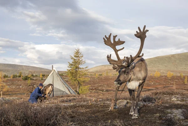 Renar i stäppen på solig dag — Stockfoto