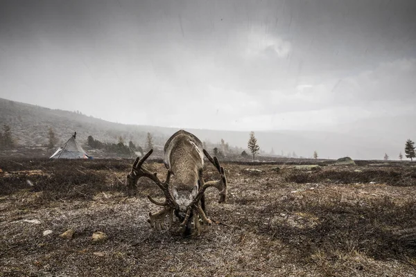 Reindeer in snowy steppe — Stock Photo, Image