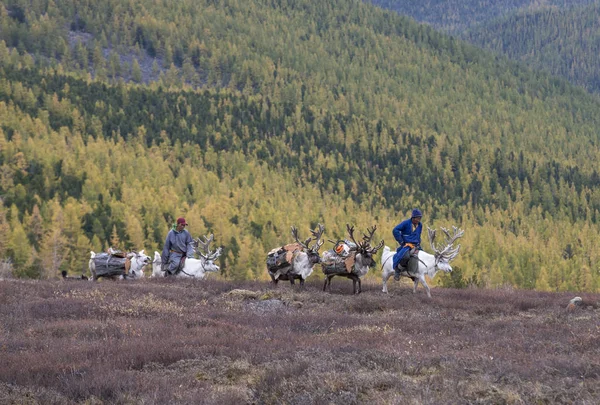 Семья, приносящая дрова из леса на оленях — стоковое фото