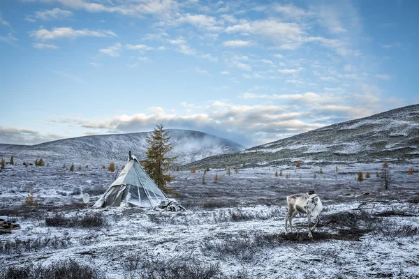 Tsaatan rodinné jurty v severním Mongolsku — Stock fotografie