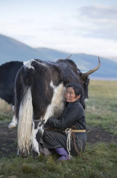 Mongolská žena dojení krávy — Stock fotografie