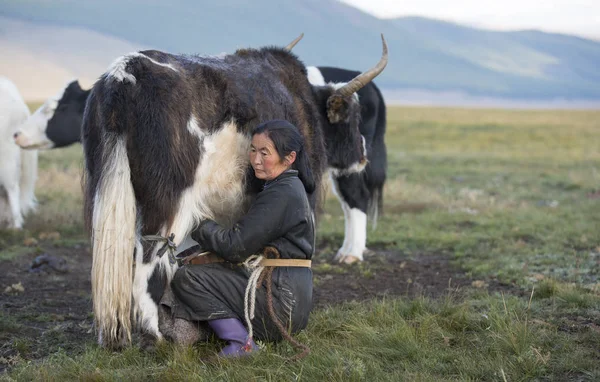 Mongolian woman milking cow — Stock Photo, Image