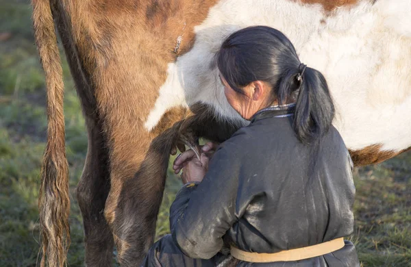 Mongolská žena dojení krávy — Stock fotografie