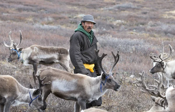 Людина в традиційному турі подорожує з оленями — стокове фото