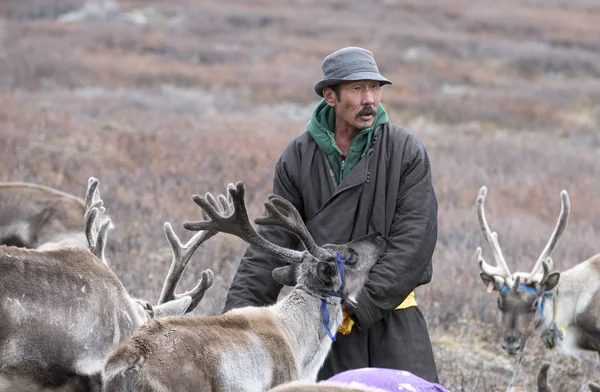 Man in traditional deel traveling with reindeer — Stock Photo, Image