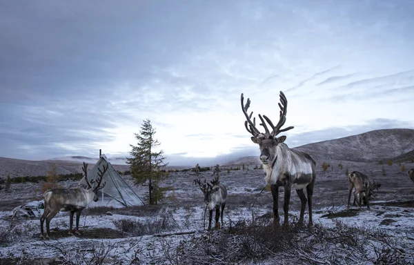 Schöne Rentiere in der schneebedeckten Taiga — Stockfoto