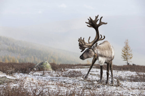 beautiful reindeer in snow-covered taiga